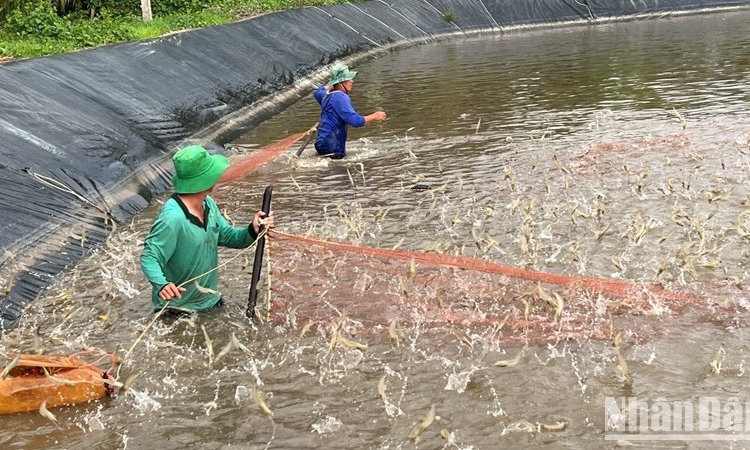 Còn nhiều tiềm năng cho ngành tôm bứt tốc