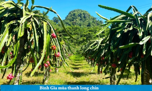 Bình Gia mùa thanh long chín