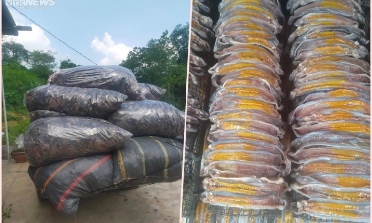 Trước giun đất, thương lái Trung Quốc thu gom kỳ lạ, tạo cơn sốt ảo ở Việt Nam thế nào?