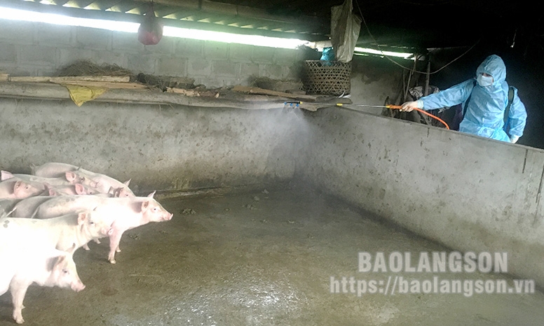 Bệnh dịch tả lợn châu Phi tái phát: Còn sự lơ là, chủ quan của người chăn nuôi
