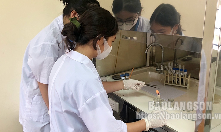 Hiệu quả từ đề tài đánh giá hoạt tính cao chiết hồi đầu thảo