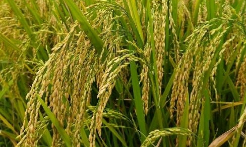 Đảm bảo vững chắc an ninh lương thực quốc gia, thúc đẩy sản xuất, xuất khẩu gạo bền vững