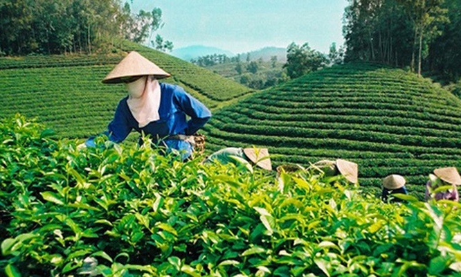 Phát huy tiềm năng, lợi thế cây chè