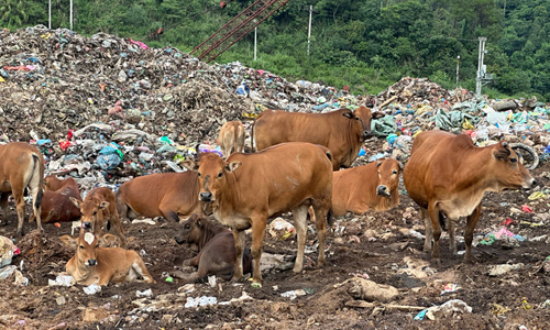 Tình trạng chăn thả bò tại bãi rác Tân Lang vẫn tiếp diễn