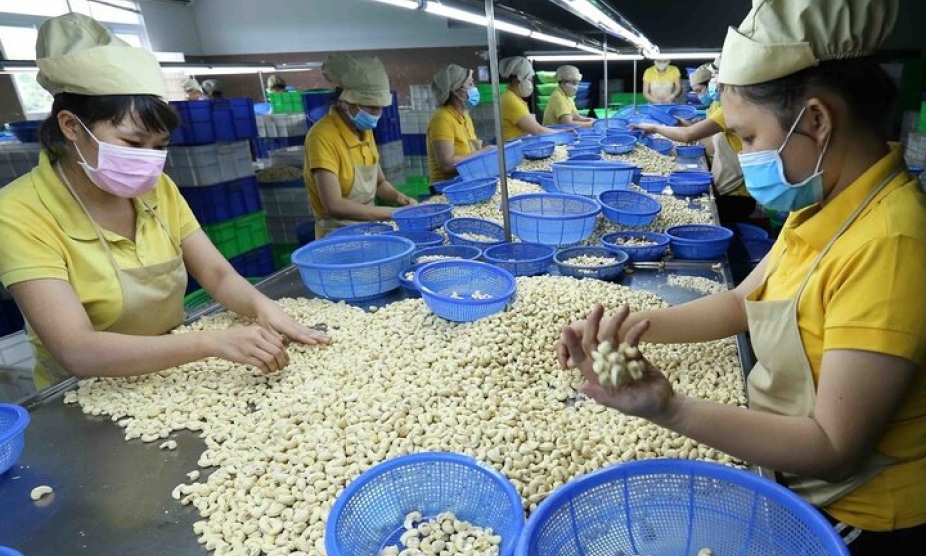 Trung Quốc ồ ạt gom mua hạt điều của Việt Nam: Hiệp hội điều khuyến cáo gì?