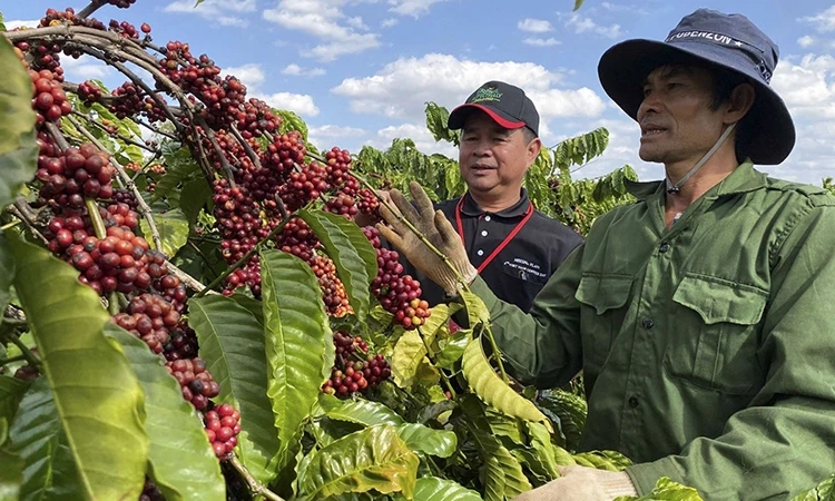 Tăng năng lực chế biến, nâng tầm cà-phê Việt