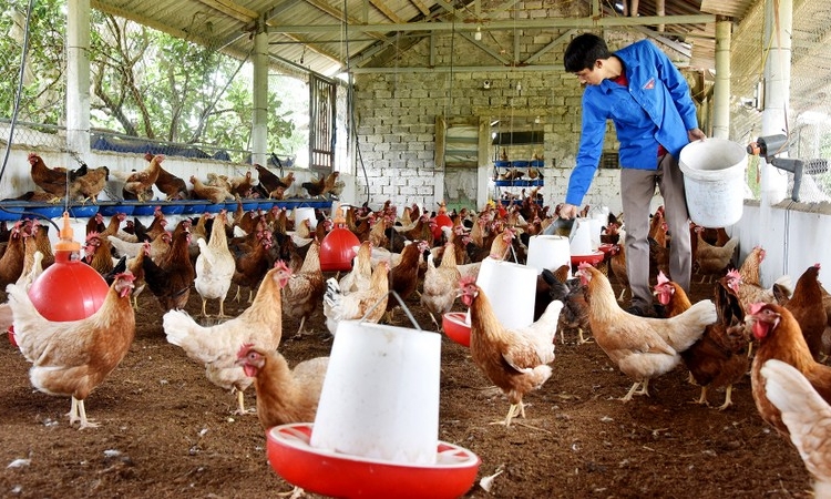 Đẩy mạnh kinh tế tuần hoàn trong chăn nuôi