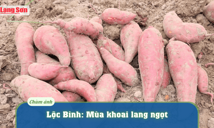 Lộc Bình: Mùa khoai lang ngọt