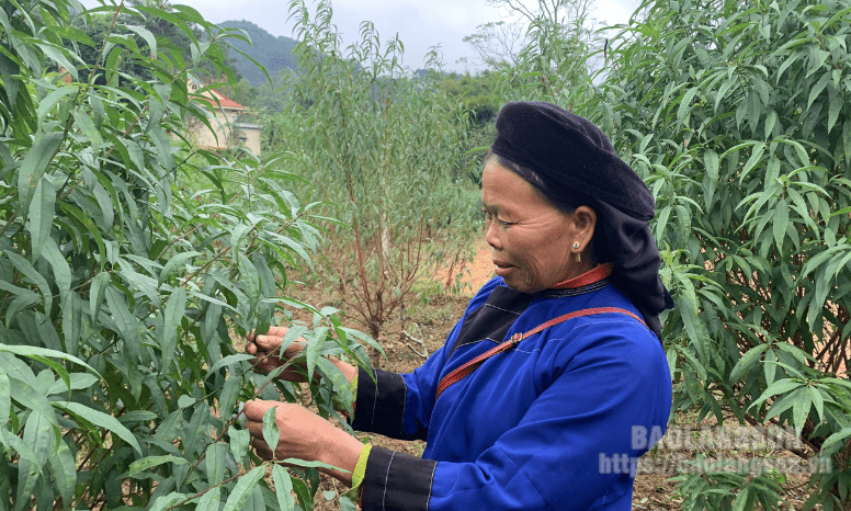 Nông dân tích cực chăm sóc đào phục vụ thị trường tết
