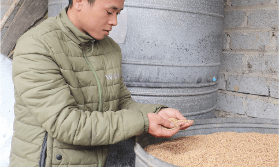 Chi Lăng: Triển vọng từ mô hình trồng lúa nếp thơm theo tiêu chuẩn VietGAP