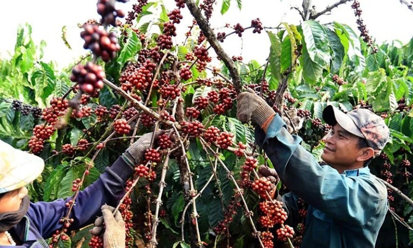 Giá cà phê Robusta quay về vùng giá cao nhất 28 năm