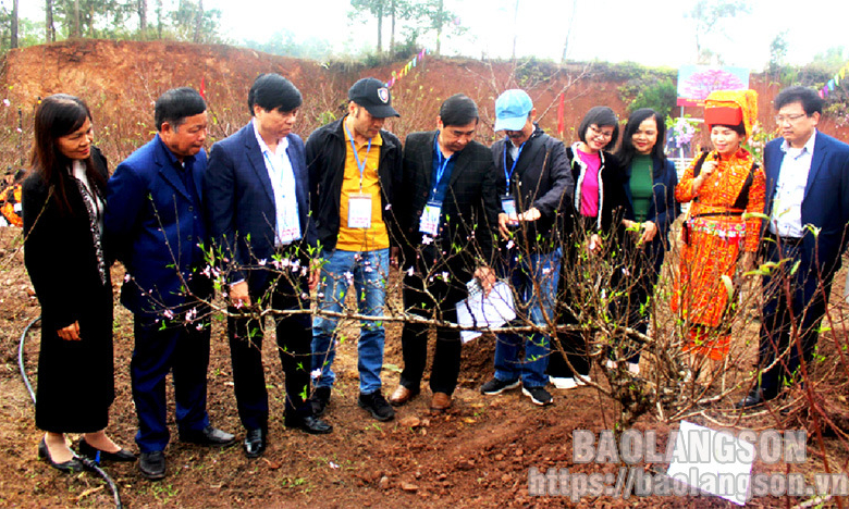 Lễ hội Hoa Đào Xứ Lạng năm 2024: Không gian văn hóa đặc sắc dịp đầu xuân
