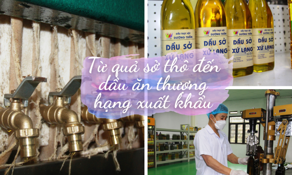 Từ quả sở thô đến dầu ăn thượng hạng xuất khẩu