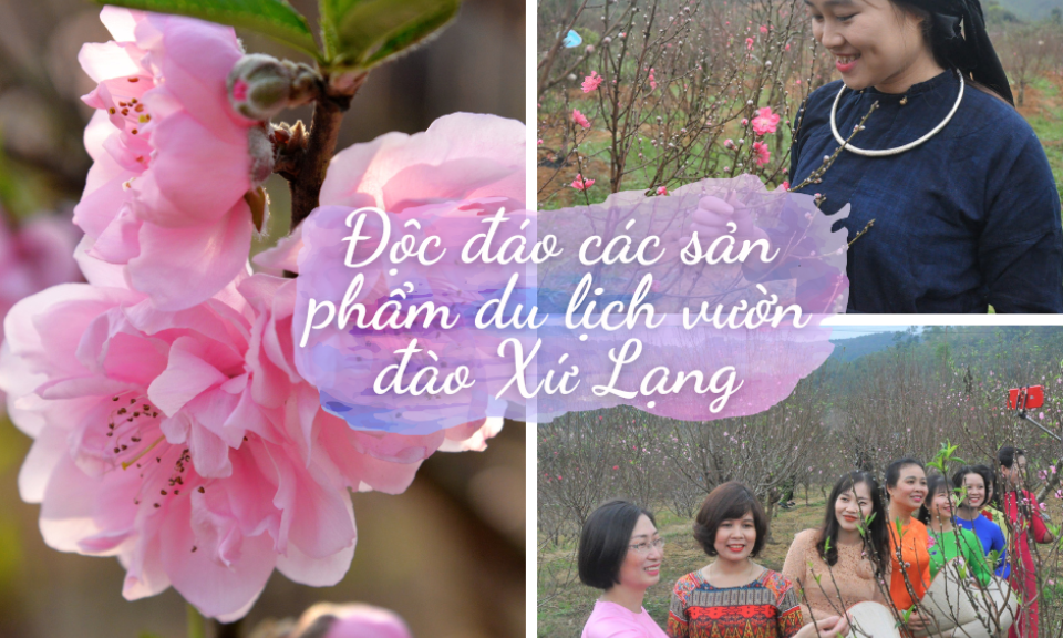 Độc đáo các sản phẩm du lịch vườn đào Xứ Lạng