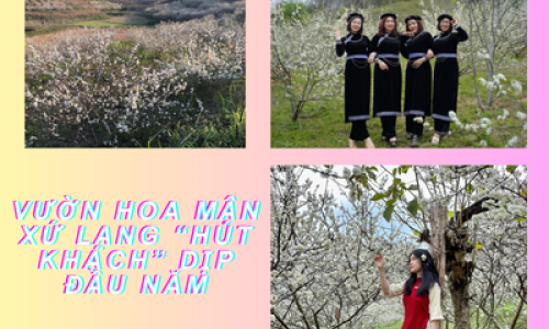 Vườn hoa mận Xứ Lạng “hút khách” dịp đầu năm