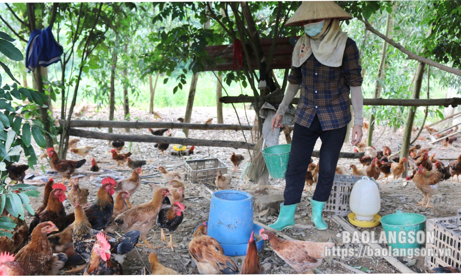 Tái đàn vật nuôi Đảm bảo an toàn phòng, chống dịch bệnh