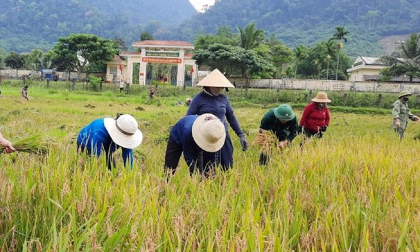 Tín hiệu lạc quan từ xuất khẩu gạo đầu năm