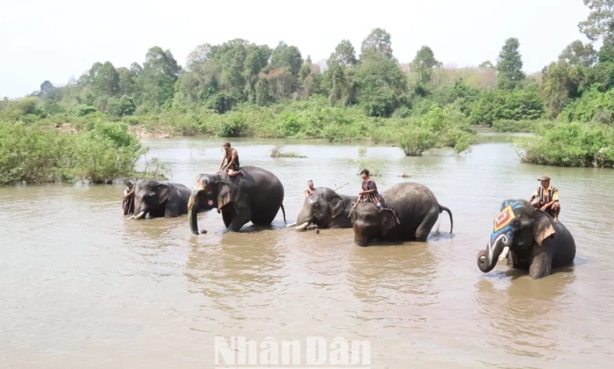 Du lịch thân thiện với voi