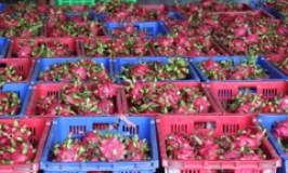 Quản lý hiệu quả truy xuất nguồn gốc nông sản ngày càng trở nên cần thiết