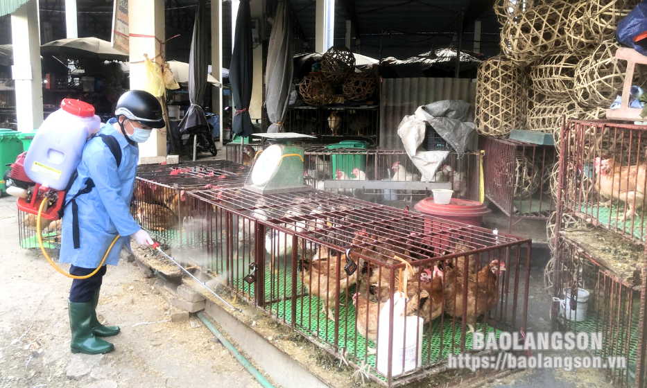 Phòng chống cúm gia cầm (A/H5N1):  Kiểm soát chặt gia cầm tại các chợ
