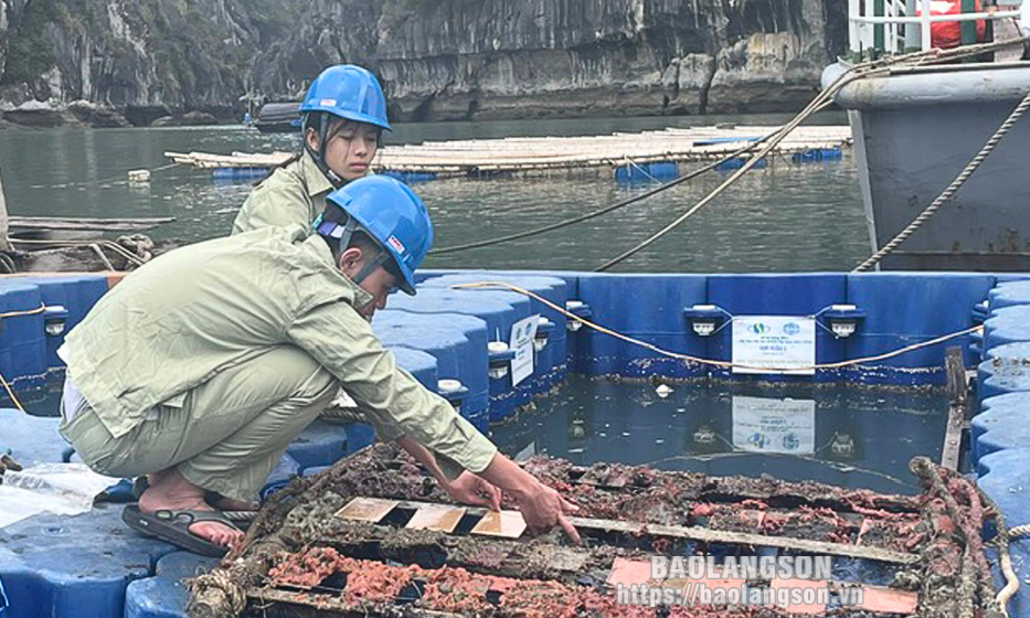Nghiên cứu chế tạo sơn kháng vi khuẩn biển: Dự án có giá trị thực tiễn cao