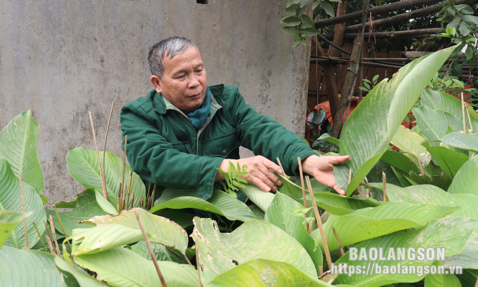 Gương sáng cựu thanh niên xung phong làm kinh tế giỏi