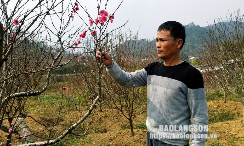 Thôn Quảng Hồng: Điểm sáng trong phát triển kinh tế tập thể