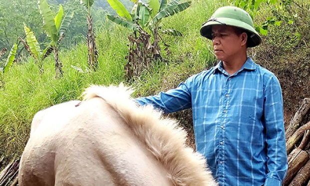 Hội viên nông dân làm giàu từ mô hình trồng rừng kết hợp chăn nuôi