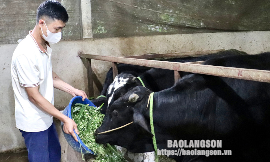 Hữu Lũng: Chú trọng phát triển chăn nuôi đại gia súc