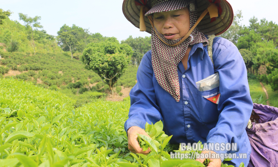Thị trấn Nông trường Thái Bình: Đồng bộ các giải pháp giảm nghèo bền vững