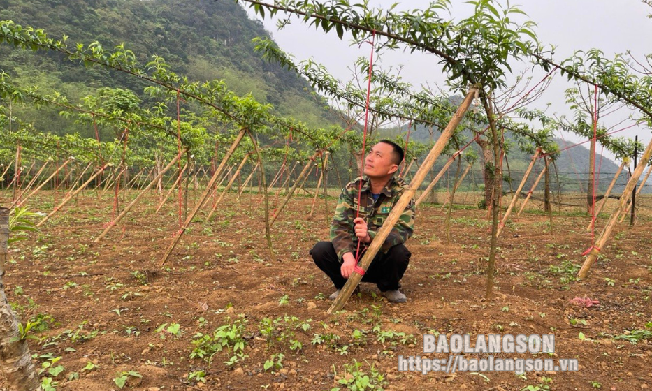 Anh Chung làm giàu từ mô hình vườn, ao, chuồng, rừng