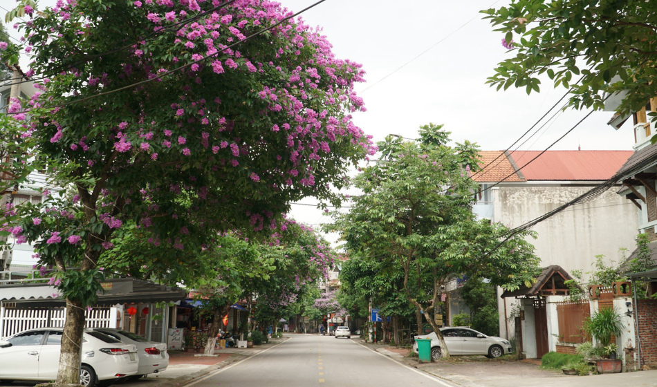 Hiện nay, thành phố Lạng Sơn có gần 240 tuyến phố, trong đó, trên 60% tuyến phố trồng cây bằng lăng. Cây bằng lăng được trồng trên địa bàn thành phố Lạng Sơn từ khoảng 10 năm về trước, công tác triển khai trồng và quản lý cây do phòng Quản lý đô thị thành phố phụ trách. Cây bằng lăng được trồng chủ yếu để lấy bóng mát và được trồng tập trung nhiều tại khuôn viên Hồ Phai Loạn, phường Tam Thanh và một số tuyến đường như: đường Văn Vỉ (phường Chi Lăng); đường Lý Thái Tổ, đường Bà Triệu (phường Đông Kinh); đường Hùng Vương (xã Mai Pha)…