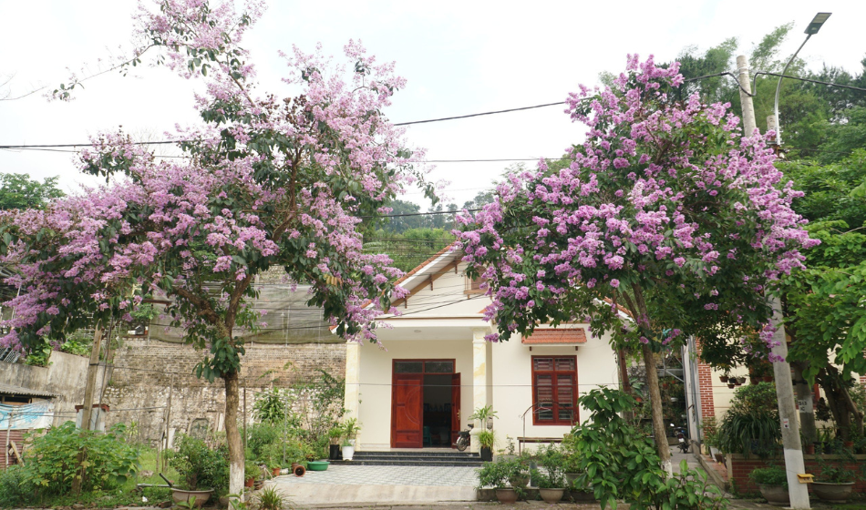 Mùa hoa nở kéo dài từ đầu tháng 5 đến giữa tháng 6