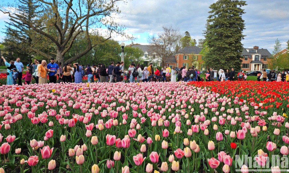Mãn nhãn với rừng hoa tulip khoe sắc rực rỡ ở thủ đô Ottawa, Canada