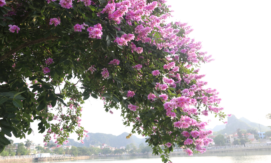Sắc tím bằng lăng giữa lòng thành phố Lạng Sơn
