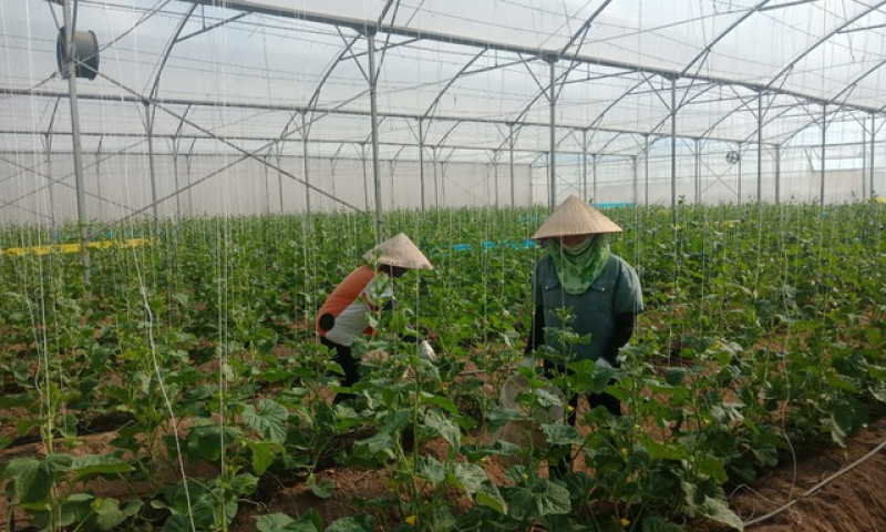 Bắc Giang phát triển nông nghiệp gắn với thế mạnh đặc trưng