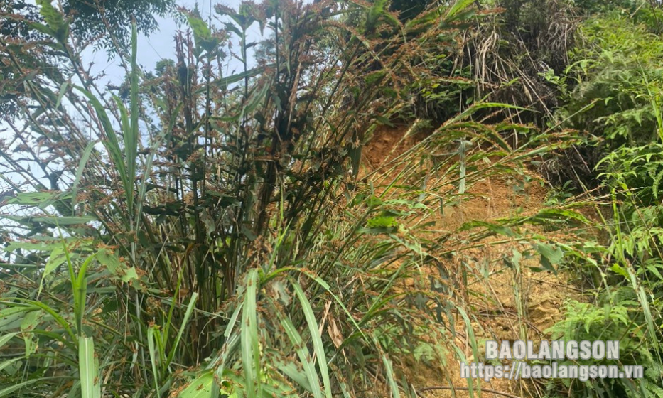 Bình Gia: Xuất hiện châu chấu tre lưng vàng phá hại cây rừng với mật độ cao 