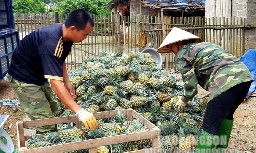 Hữu Lũng: Dứa được giá, nông dân phấn khởi