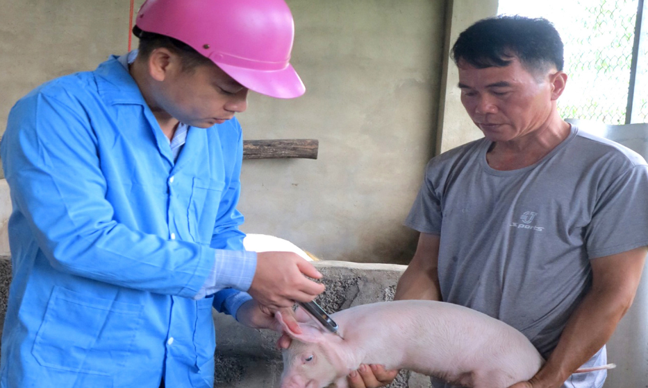 Phòng, chống bệnh dịch tả lợn châu Phi: Tiêm phòng là biện pháp hữu hiệu