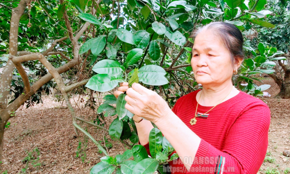 Hội Cựu thanh niên xung phong huyện Hữu Lũng: Đồng hành với hội viên phát triển kinh tế