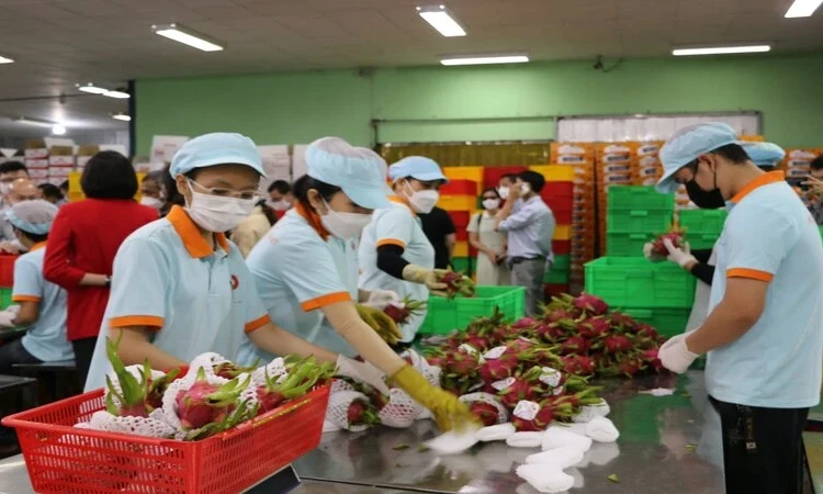 Rau quả Việt Nam có nhiều cơ hội xuất khẩu sang thị trường Đức