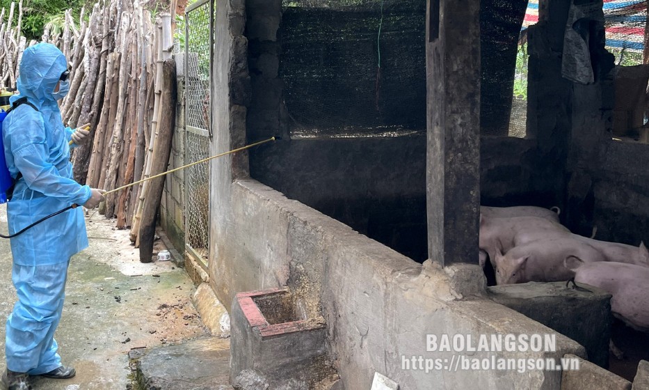 Đẩy mạnh phòng, chống dịch bệnh trên đàn gia súc