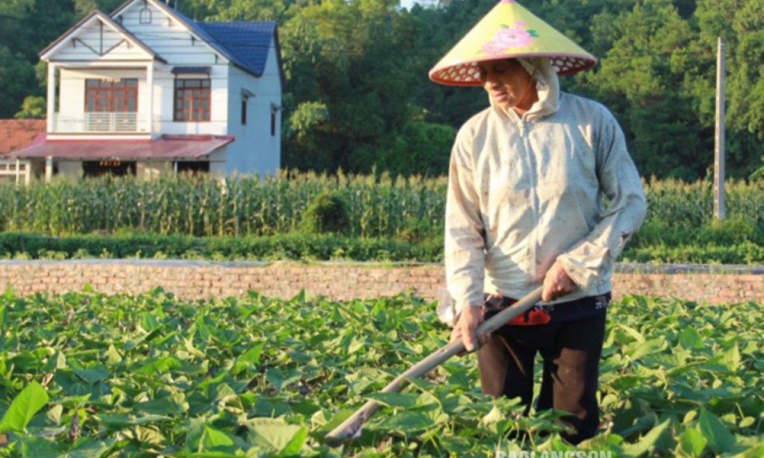 Nghiên cứu biện pháp kỹ thuật phòng trừ bọ hà hại khoai lang: Lợi ích thiết thực cho nhà nông