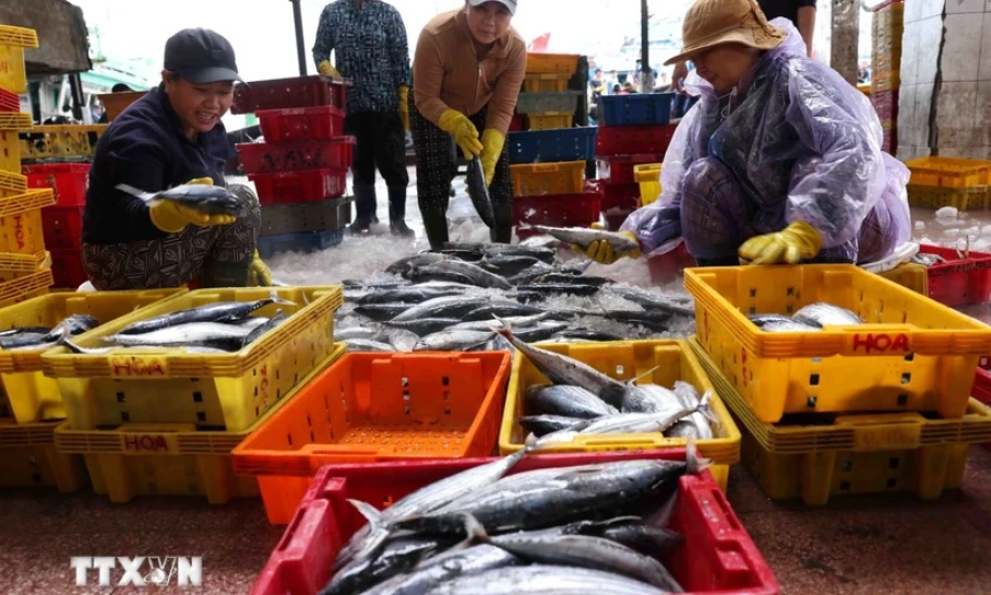 Việt Nam đạt kết quả tương đối tích cực trong nỗ lực gỡ “thẻ vàng” IUU