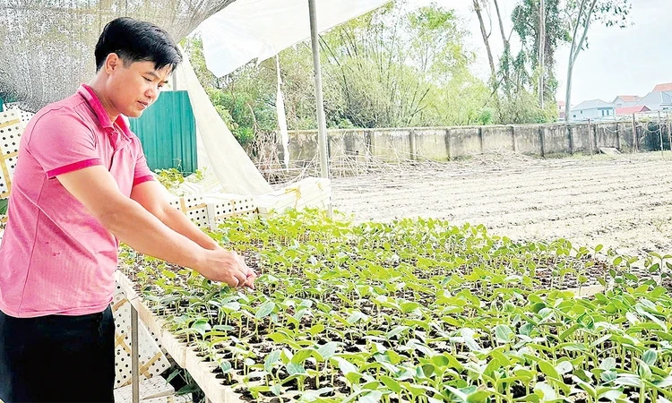 Đáp ứng nguồn cung hạt giống rau màu ở các tỉnh phía bắc