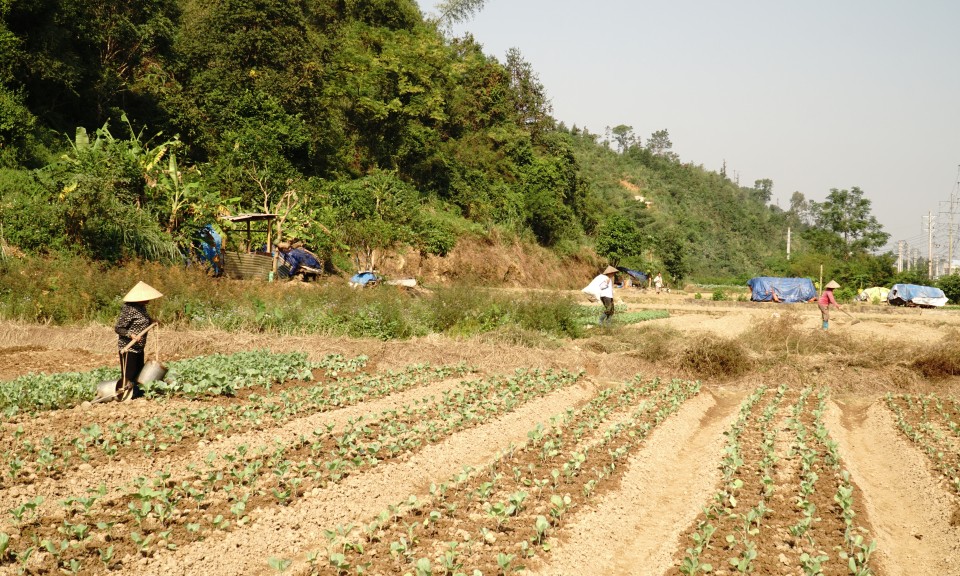 Khôi phục sản xuất rau màu sau bão đảm bảo nguồn cung cho thị trường
