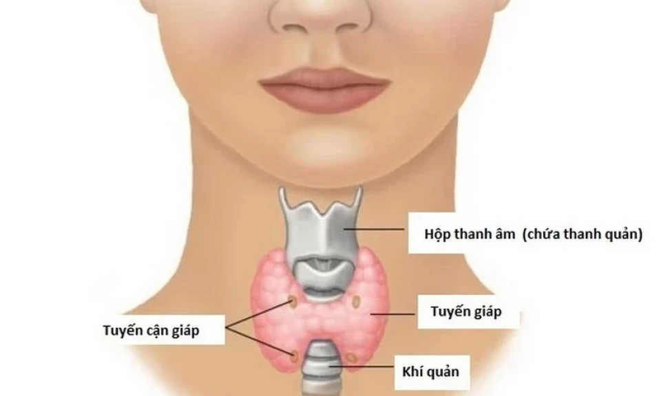 Thuốc điều trị suy giáp có thể làm tăng nguy cơ loãng xương