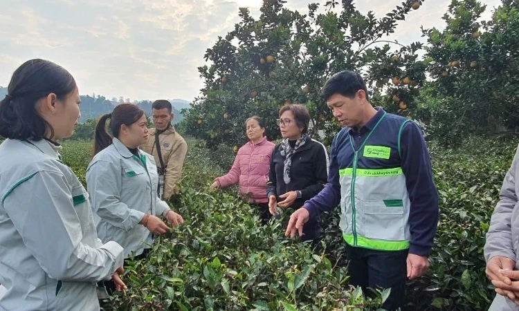 Cầu nối nông dân với doanh nghiệp và thị trường