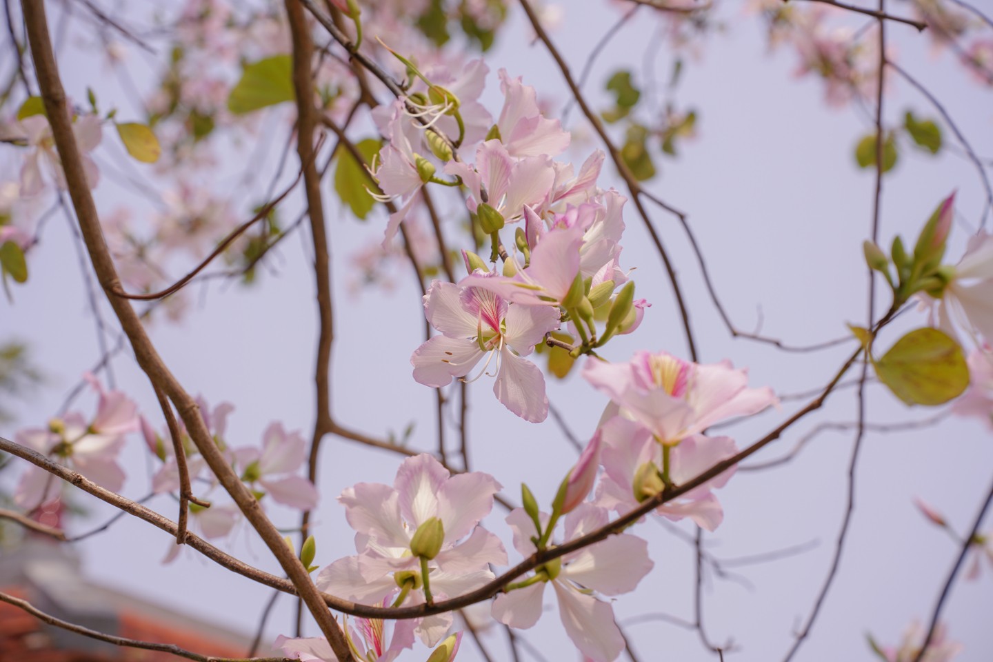 Tại thành phố Lạng Sơn, mỗi độ xuân về, hoa ban nở rộ trên khắp các tuyến đường, góc phố, không chỉ tô điểm cho cảnh sắc thiên nhiên mà còn mang đến không gian thơ mộng, bình yên, tạo nên nét đặc trưng riêng cho vùng đất Xứ Lạng (ảnh chụp tại đường Văn Vỉ, phường Chi Lăng)