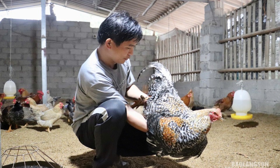 Lộc Bình: Nhân rộng mô hình nuôi gà 6 ngón theo tiêu chuẩn VietGAP